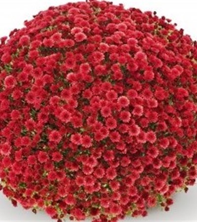 Belgian Mums® Staviski Red